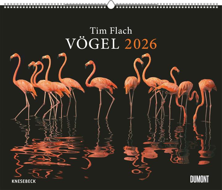 Produktbild Vögel 2026 - Posterkalender von DUMONT- Vogel-Porträts von Tim Flach - Poster-Format 50 x 70 cm (50 x 70 cm, Harter Einband, Deutsch)
