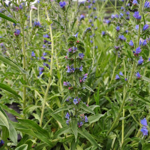 Produktbild Säntispracht 4 er Set, Gemeiner Natterkopf - Echium vulgare Gemeiner Natterkopf (100 cm)