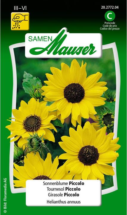 Tournesol Piccolo (Graines de plantes)