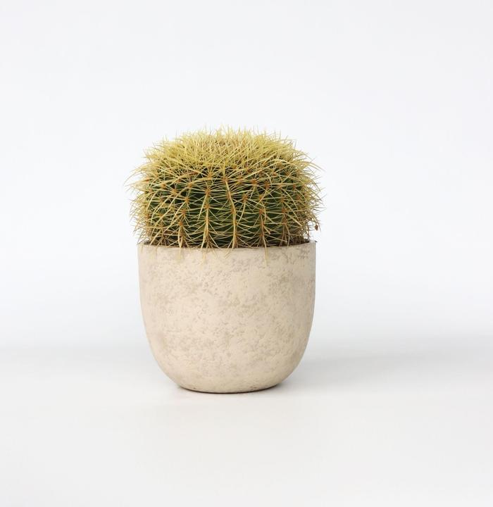 Actual product image Plant in a Box Echinocactus grusonii - Golden globe cactus (25 cm)