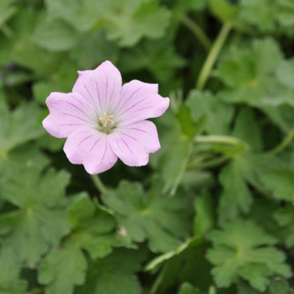 Produktbild Säntispracht Der einheimische Storchschnabel - Geranium pratense 'Dreamland' (40 cm)