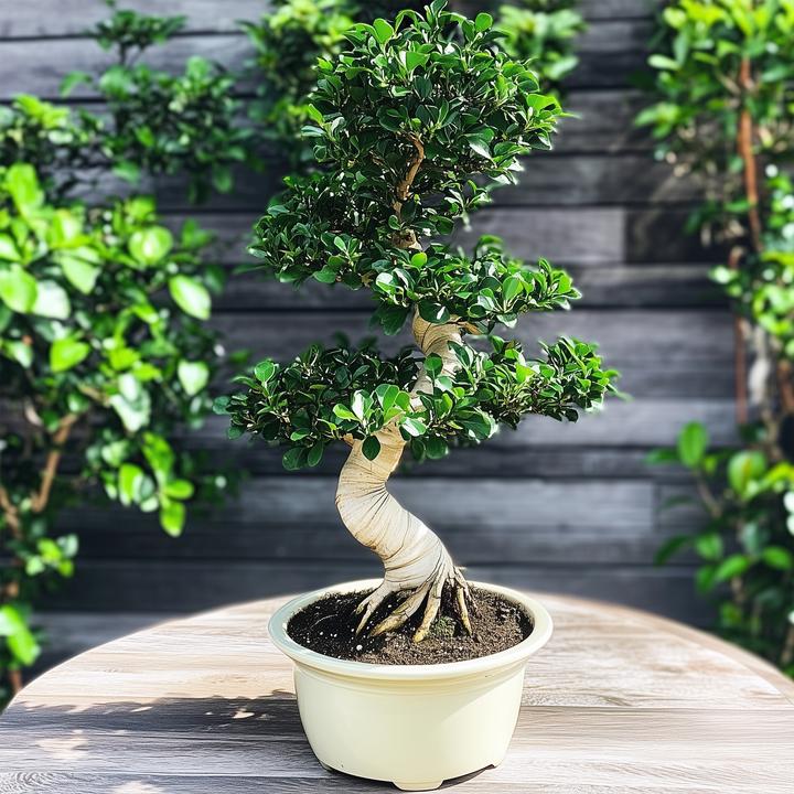 Immagine prodotto Plant in a Box Ficus microcarpa Ginseng - Bonsai a forma di S (65 cm)