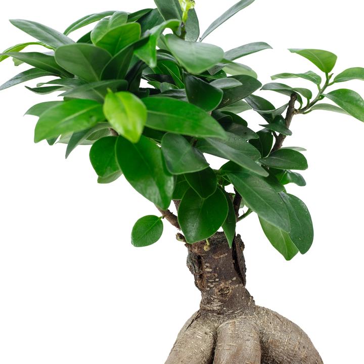 Produktbild Flowerbox Chinesische Feige - Ficus Ginseng (25 cm)