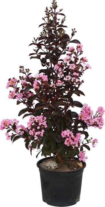 Produktbild Zulauf Kreppmyrte / Lagerstr. indica 'Rhapsody Pink'® (60 cm)