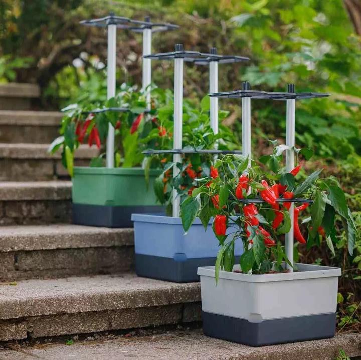 Productafbeelding Gusta Garden Charly Chili (35 cm)