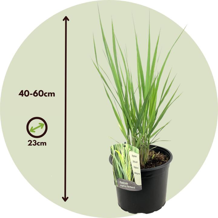 Immagine prodotto Plant in a Box Panicum virgatum 'Northwind' - Pungitopo (40 cm)