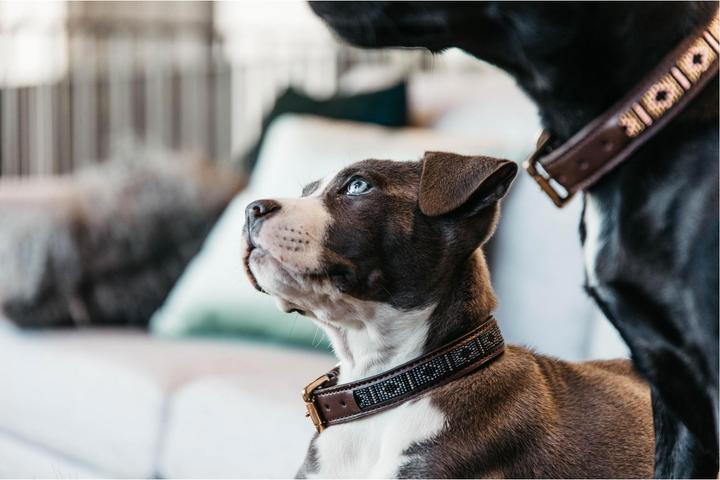 Produktbild Kentucky Dogwear Hundehalsband Handgemacht Pearls (L, Hund)