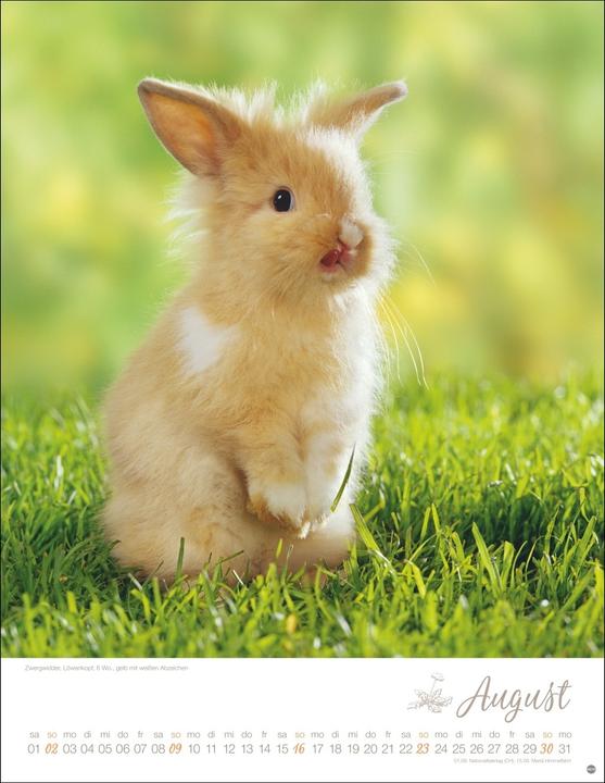 Image du produit Kaninchenkinder Posterkalender 2026 (34 x 44 cm, Couverture rigide, Allemand)