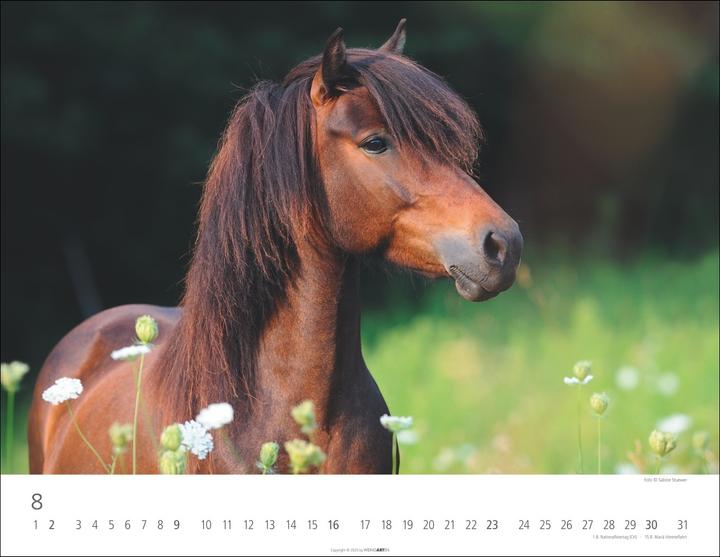 Produktbild Islandpferde Kalender 2026 (44 x 34 cm, Harter Einband, Deutsch, Englisch)