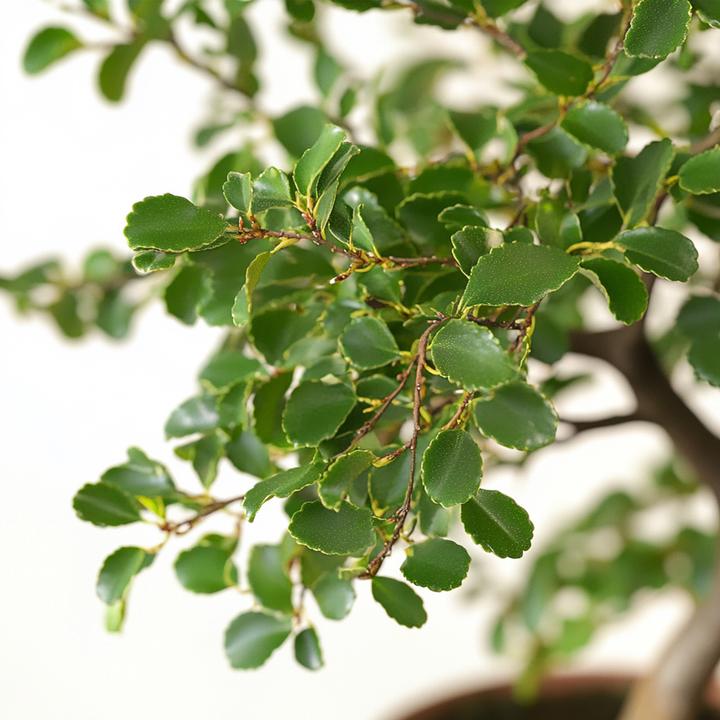 Actual product image Plant in a Box Zelkova serrata - Bonsaibaume (25 cm)