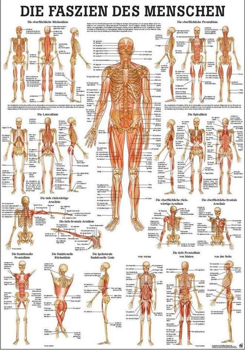 Produktbild Rüdiger Anatomische Lehrtafel Faszien des Menschen (100 x 100 cm)