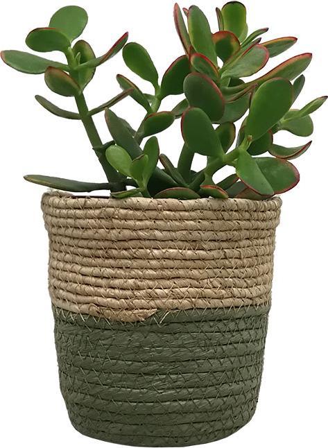 Immagine prodotto VEG and the City Kelur (albero dei soldi - Crassula Ovata) (15 cm)