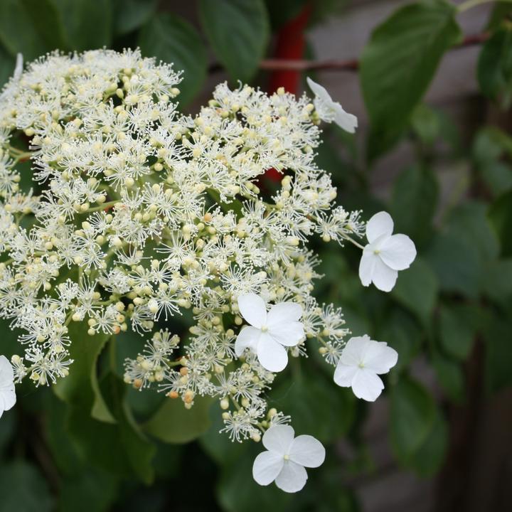 Produktbild Plant in a Box Hydrangea anomale petiolaris - 3er Set Hortensien (25 cm)