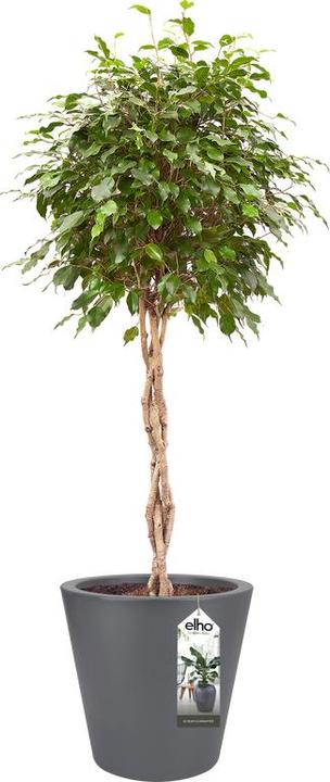 Produktbild Elho Pflanztopf Pure straight round Kunststoff 50 H 51 cm anthrazit (49.50 cm)