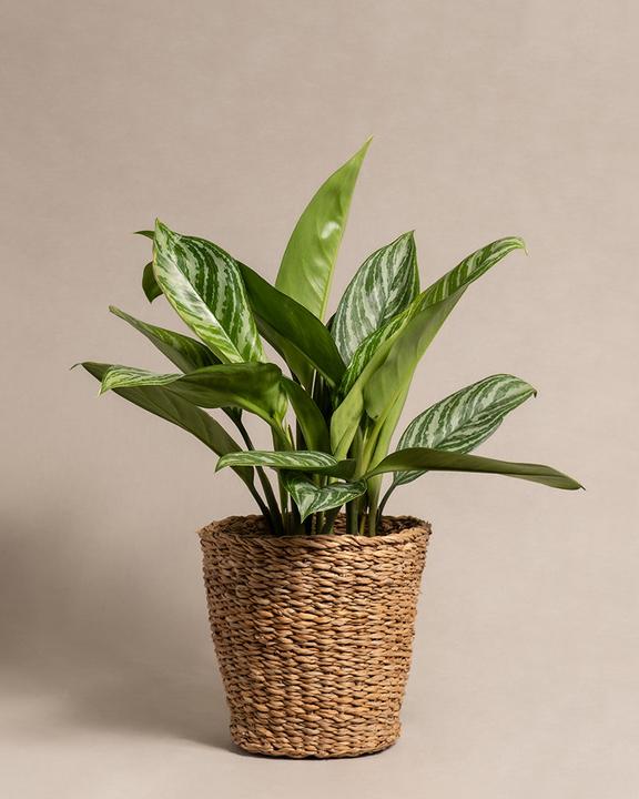 Image du produit feey Aglaonema Stripes (70 cm, Fraîchement rempotés)