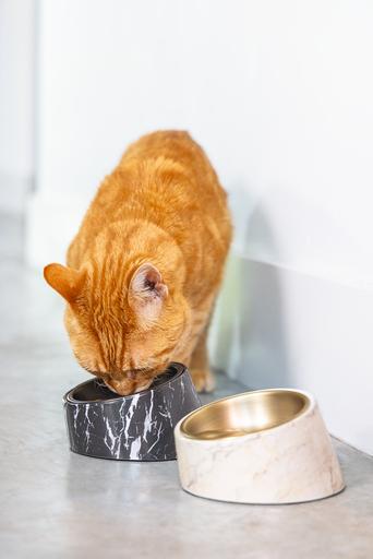 Actual product image Designed by Lotte Melamine Bowl Cat Vita