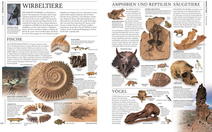 Image du produit Steine & Mineralien (Allemand, Ronald L. Bonewitz, Karin Koch, Stephan Matthiesen, 2023)