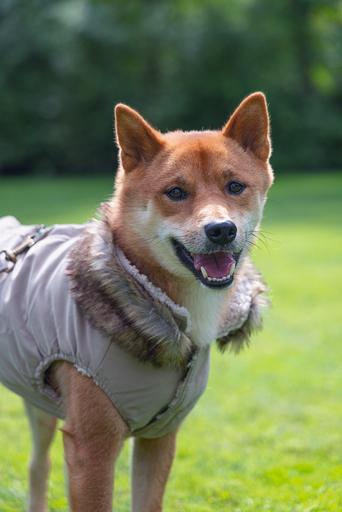 Produktbild Designed by Lotte Hundemantel Philos (XXXL, Hundemantel)
