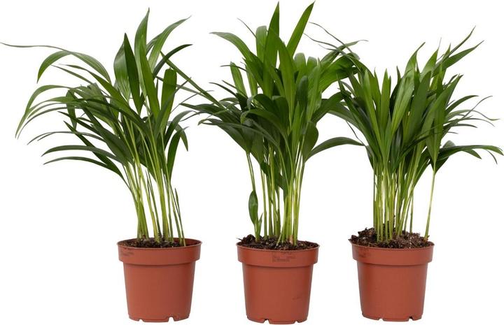 Produktbild Plant in a Box Dypsis Lutescens - 3er Set Areca Goldfruchtpalme (30 cm)