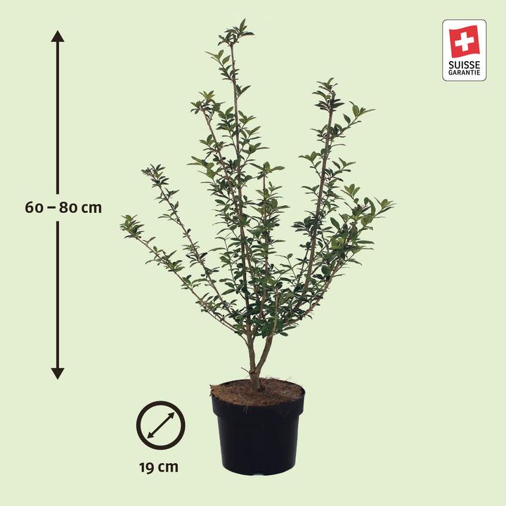 Produktbild Zulauf Gemeiner Liguster / Ligustrum v. 'Atrovirens' (80 cm)
