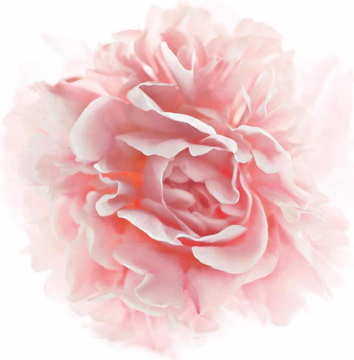 Actual product image L'Oréal Paris Age Re-Perfect Pro-Calcium (50 ml, Day cream)
