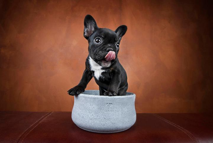 Immagine prodotto Laboni Rocky Jr. (0.50 l)