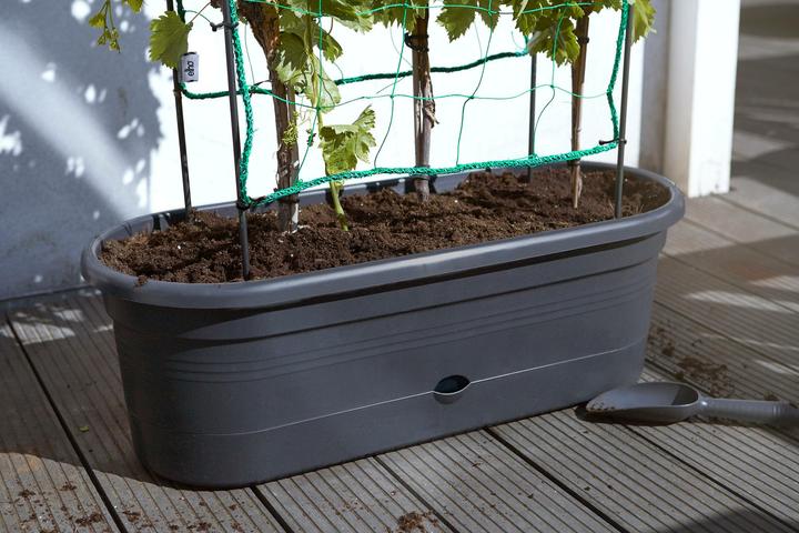 Actual product image Elho Green Basics (78 cm)