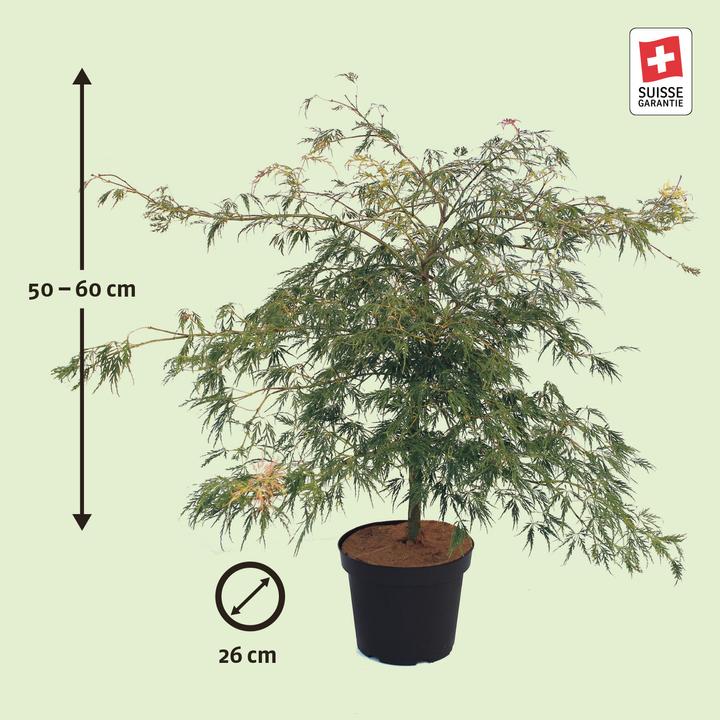 Actual product image Zulauf Japanischer Fächer-Ahorn / Acer palmatum 'Dissectum' (60 cm)