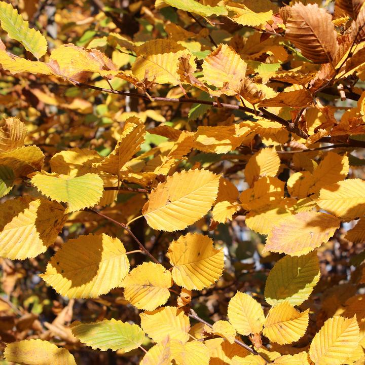 Produktbild Zulauf Hainbuche / Carpinus betulus (80 cm)