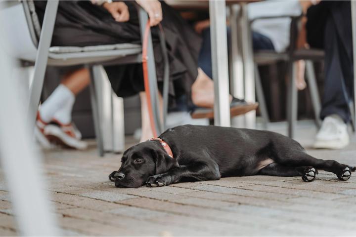 Actual product image Hunter Swiss (Dog, Dog sport)