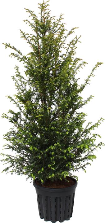 Produktbild Zulauf Gemeine Eibe / Taxus baccata (100 cm)