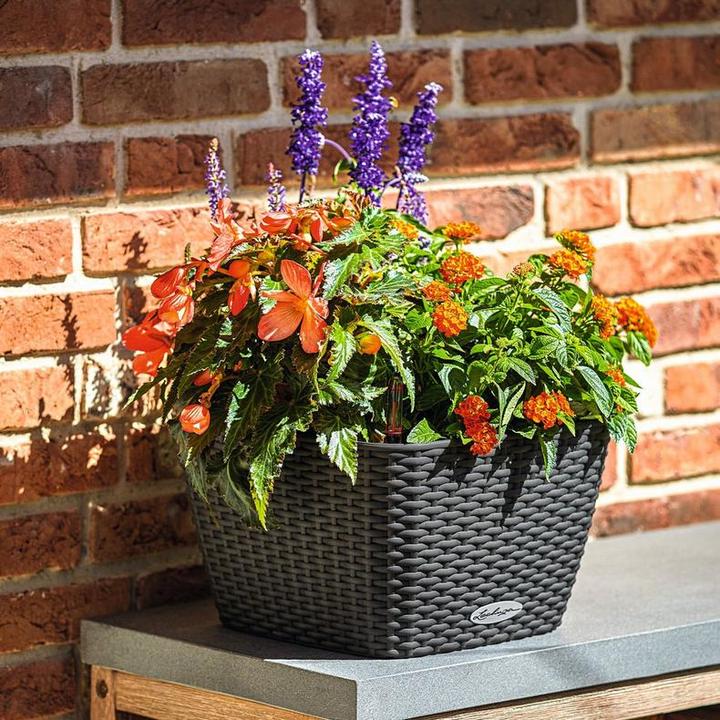 Actual product image Lechuza BACINO Cottage (30 cm)