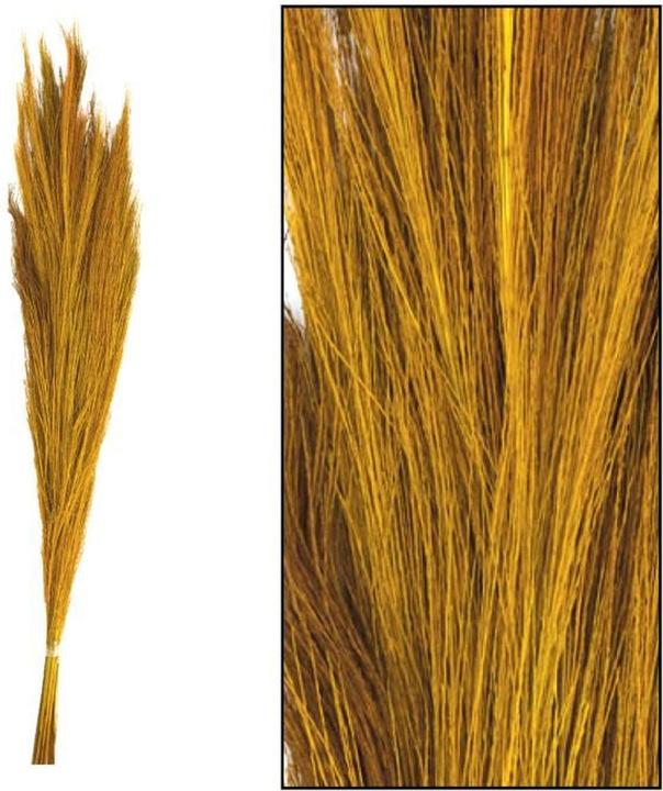 Dijk Herbe de genêt - broom grass - Thysanolaena (Fleurs séchées)
