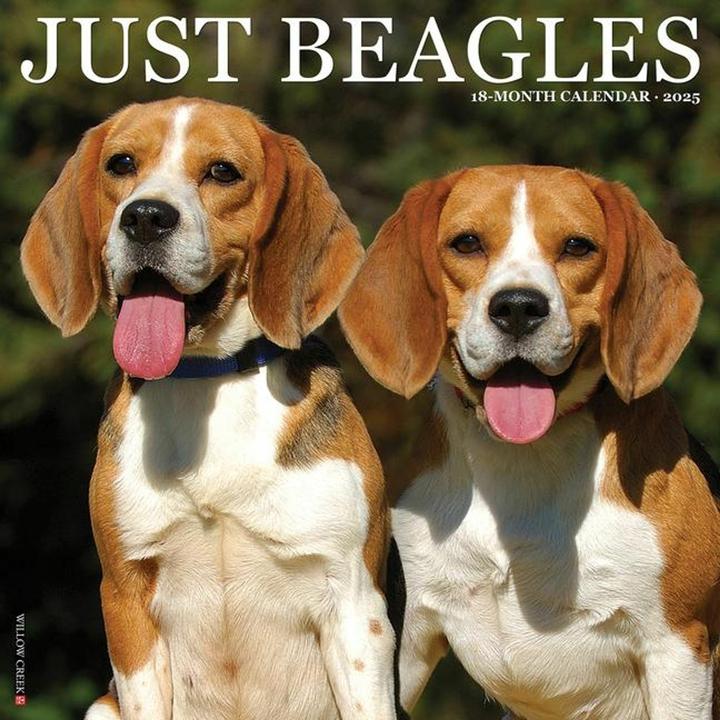 Produktbild Willow Creek Press Just Beagles 2025 12 X 12 Wall Calendar (Englisch)