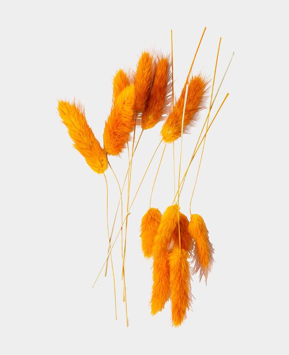 Immagine prodotto I Am Creative Fiori secchi Lagurus (Fiori secchi)