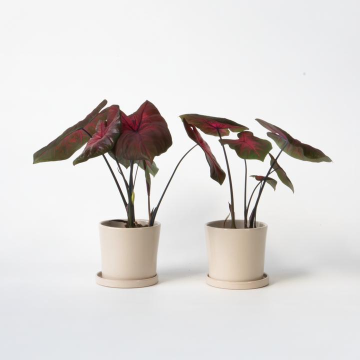 Actual product image Plant in a Box Caladium Postman Joyner - Set of 2 Arum (25 cm)