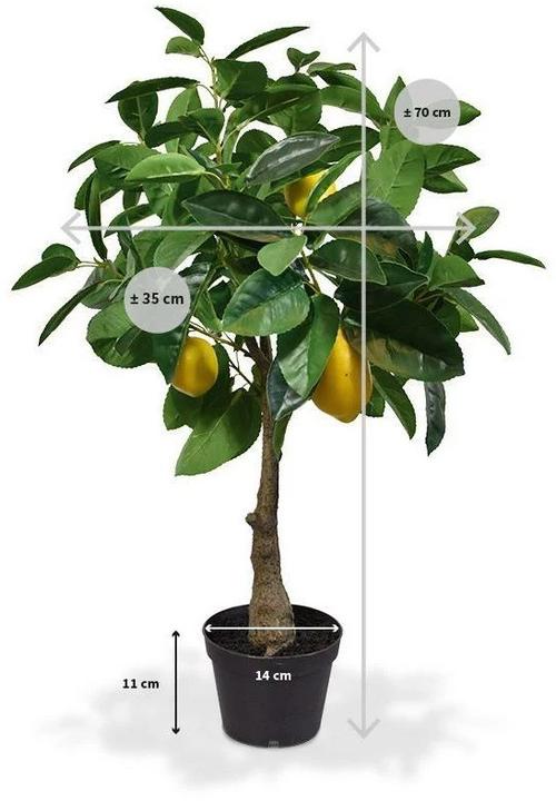 Image du produit Botanic-Haus Citronnier (70 cm)