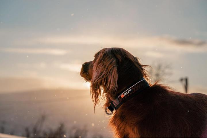 Image du produit Non-Stop Dogwear Rock Collar 3.0 (XXXL, Chien, Général)