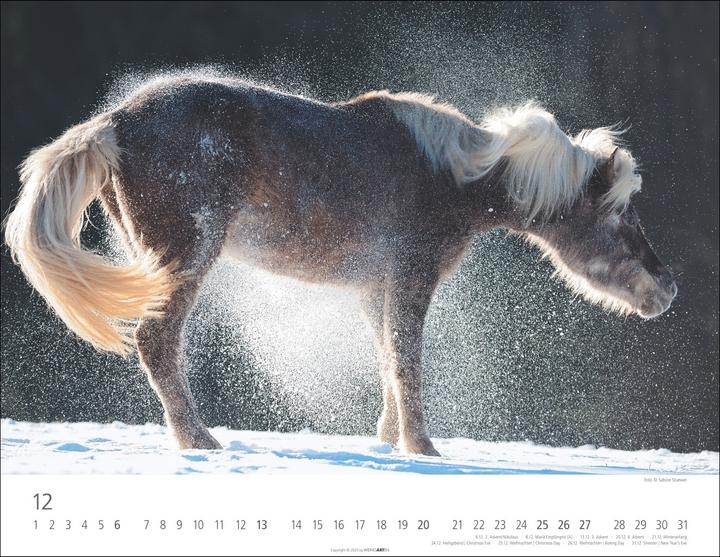 Produktbild Islandpferde Kalender 2026 (44 x 34 cm, Harter Einband, Deutsch, Englisch)