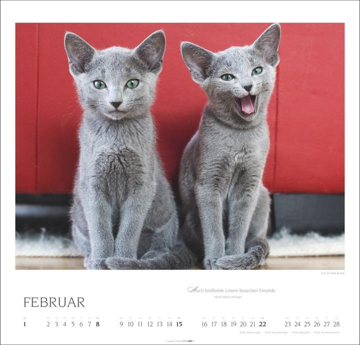 Produktbild Katzen - Diven auf Samtpfoten Kalender 2026 (48 x 46 cm, Deutsch, Englisch)