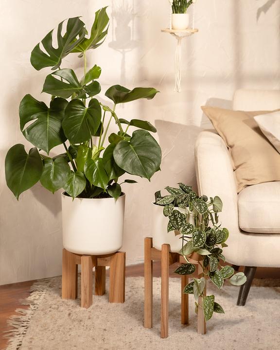 Immagine prodotto feey Monstera grande (65 cm, Appena rinvasata)