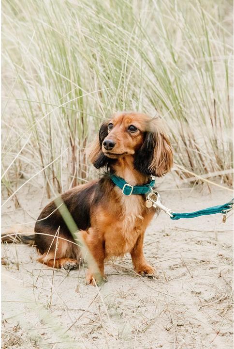 Produktbild Kentucky Dogwear Hundeleine Velvet (L, Hund, Allgemein)