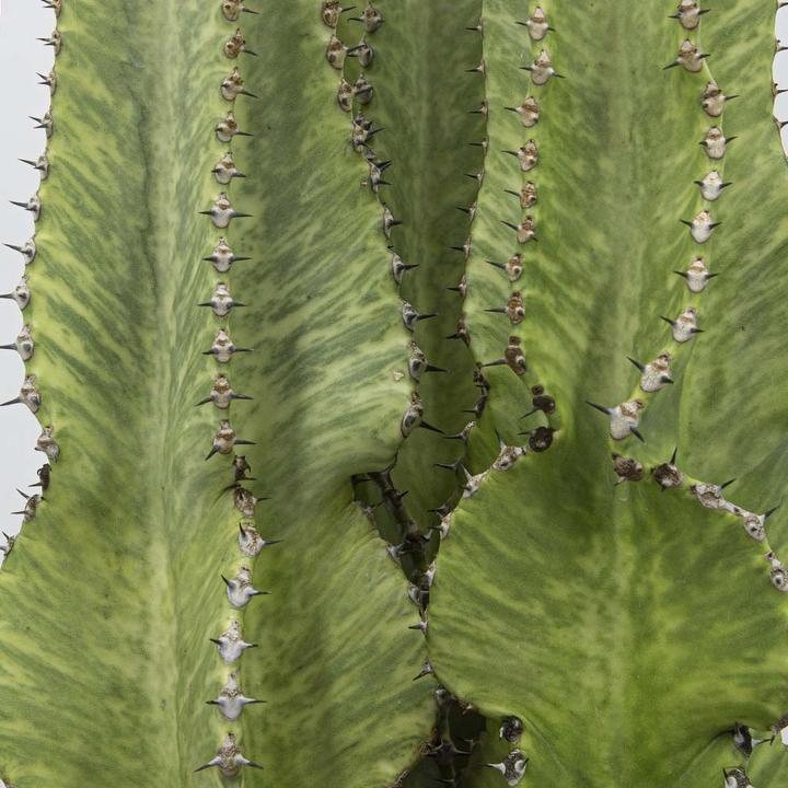 Image du produit Kakteen Gautschi Groupe Euphorbia marmorata (60 cm)