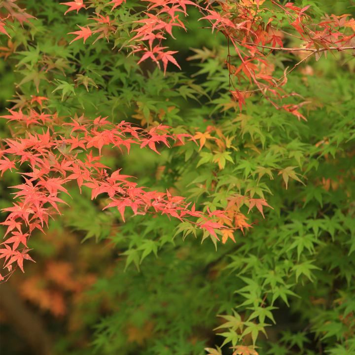Immagine prodotto Plant in a Box Acer palmatum 'Moonrise' - Acero (40 cm)