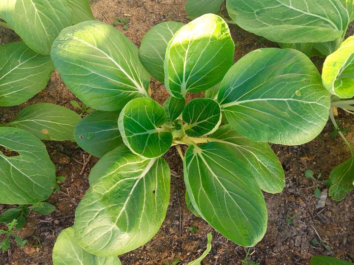 Image du produit Living Seeds Verdure Asiatique Pak-Choi (Graines de légumes)