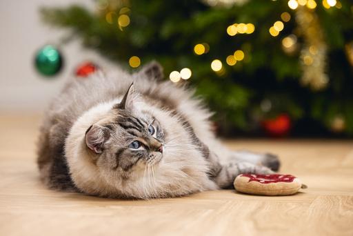 Produktbild Beeztees Weihnachten Donut Smul (Plüschspielzeug Katze, Katzenminzespielzeug)