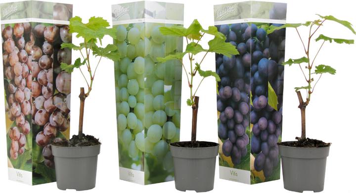 Produktbild Plant in a Box Vitis vinifera 'Cabernet franc', 'pinot gris', 'Chardonnay' - 3er Set Traubenpflanzen (25 cm)