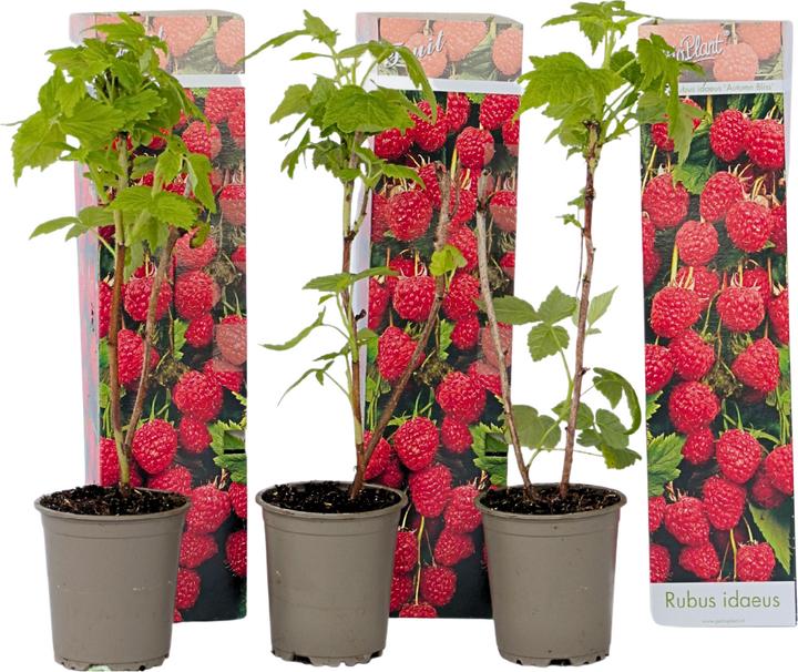 Produktbild Plant in a Box Rubus ideaus 'Autumn Bliss' - 3er Set Himbeerpflanzen (25 cm)