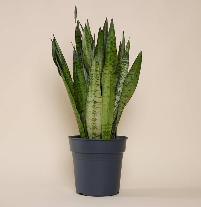 Produktbild Mary and Plants Zeylanica Snake (70 cm)