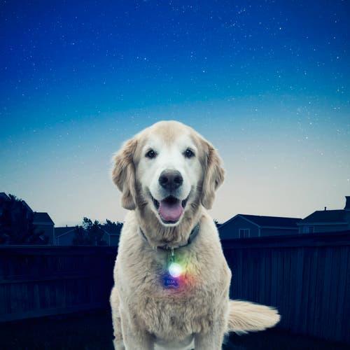 Image du produit Nite Ize PET SpotLit™ Disc-O Select (Chien, Général)